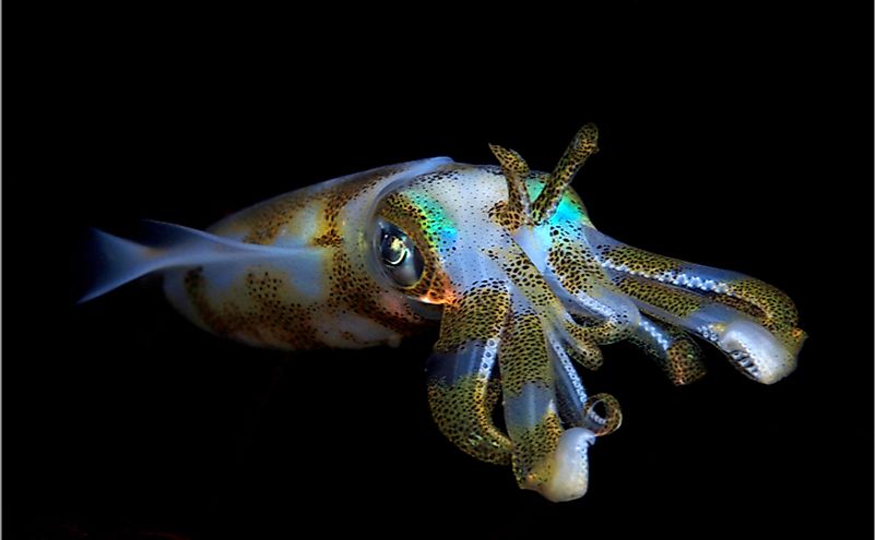 What Are The Differences Between Octopus And Squid? - WorldAtlas