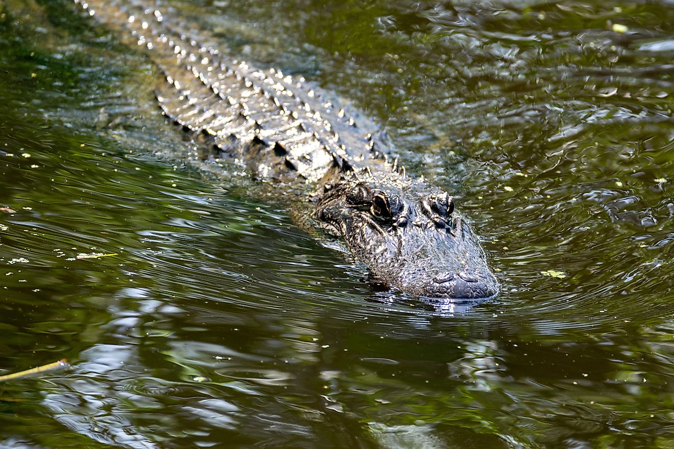 Close-up of a Mississippi alligator, or American alligator, swimming through Louisiana swamp waters with its head above the surface.