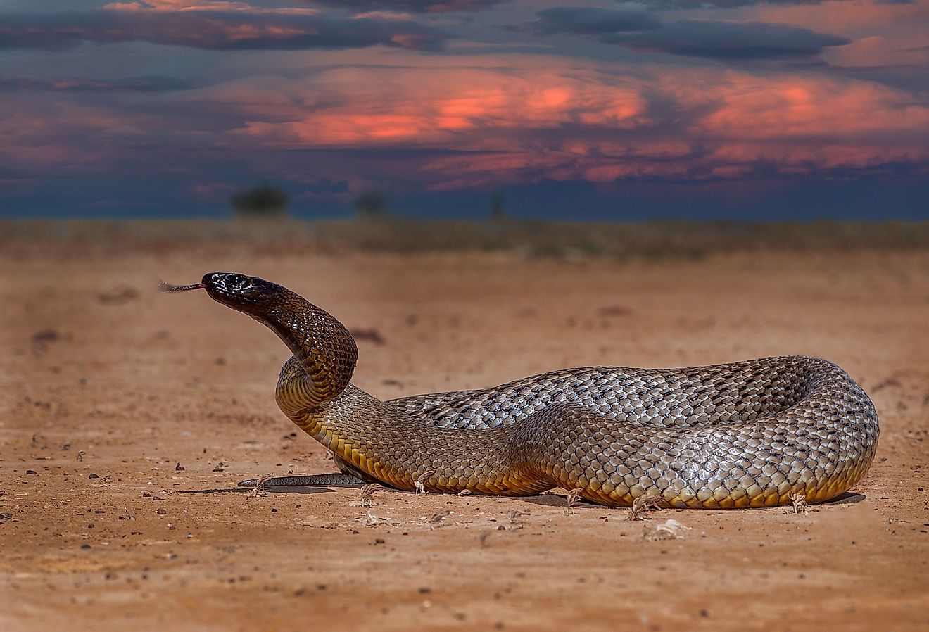 Australian Inland Taipan in defensive position