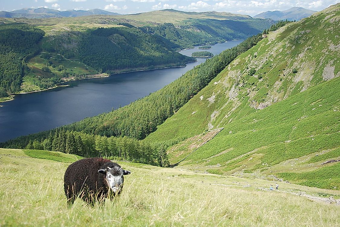 A Herdwick grazing above Thirlmere in Lake District, England.