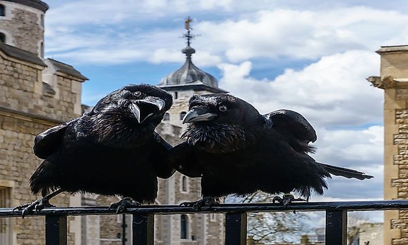 The Ravens at the Tower of London Are More Than Symbols - The Atlantic