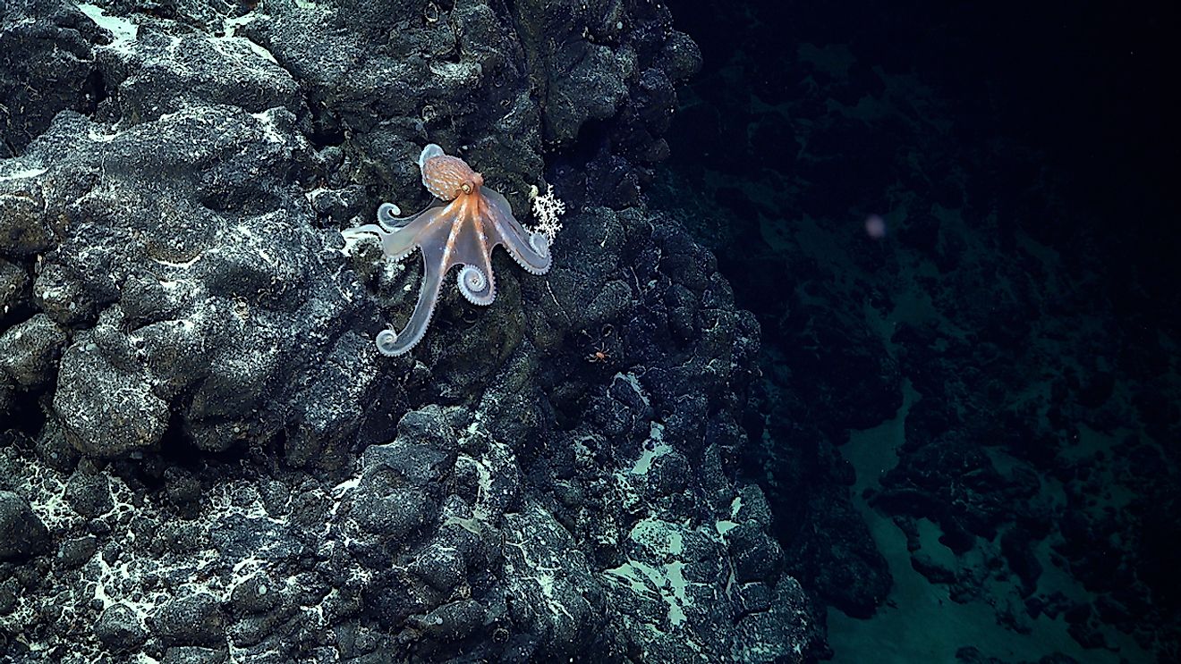 An octopus documented during Dive 674 in Salas y Gomez Ridge. Image credit CREDIT ROV SuBastian / Schmidt Ocean Institute