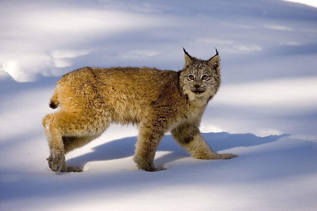 Canadian Lynx Facts - WorldAtlas