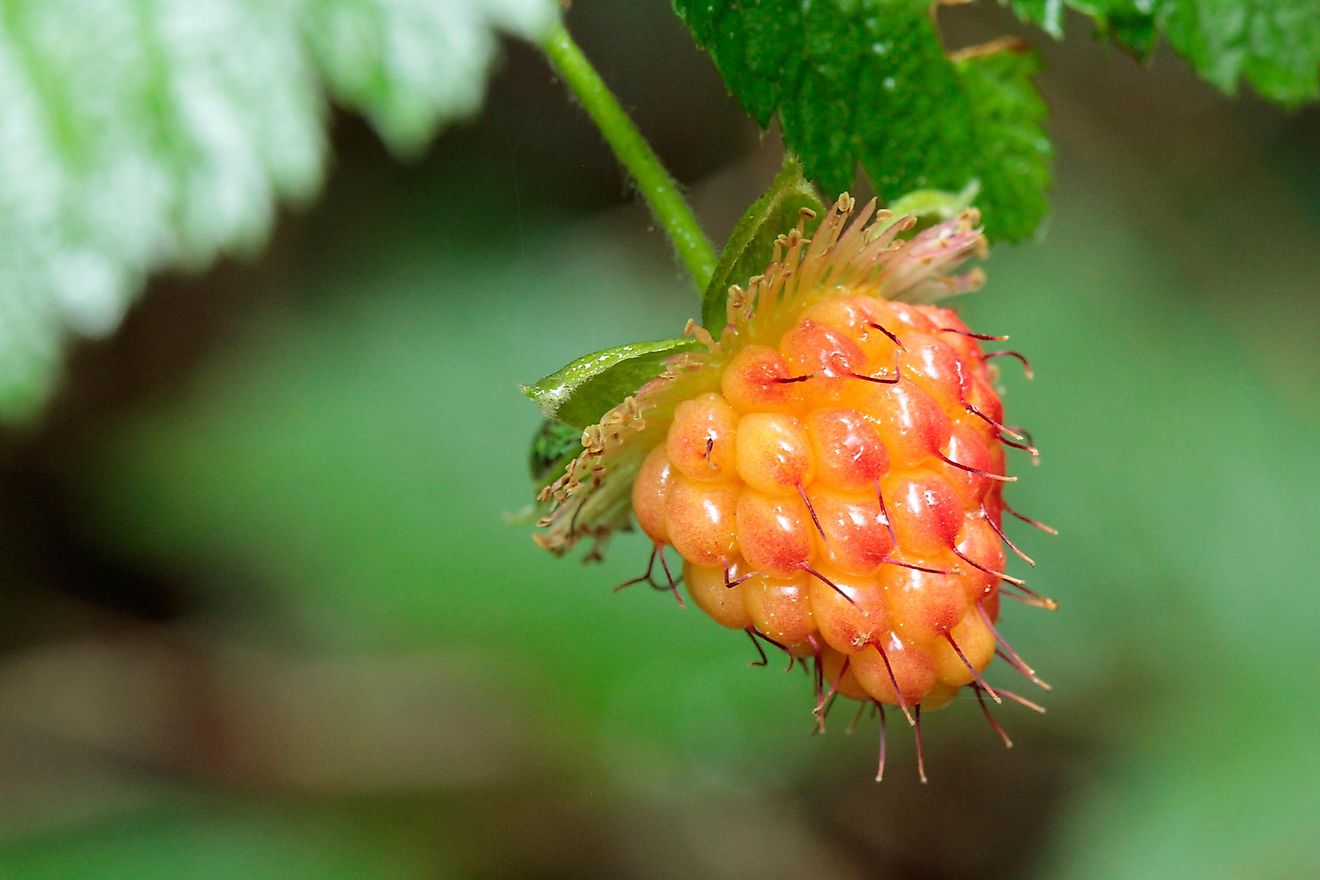 Crops native to north deals america