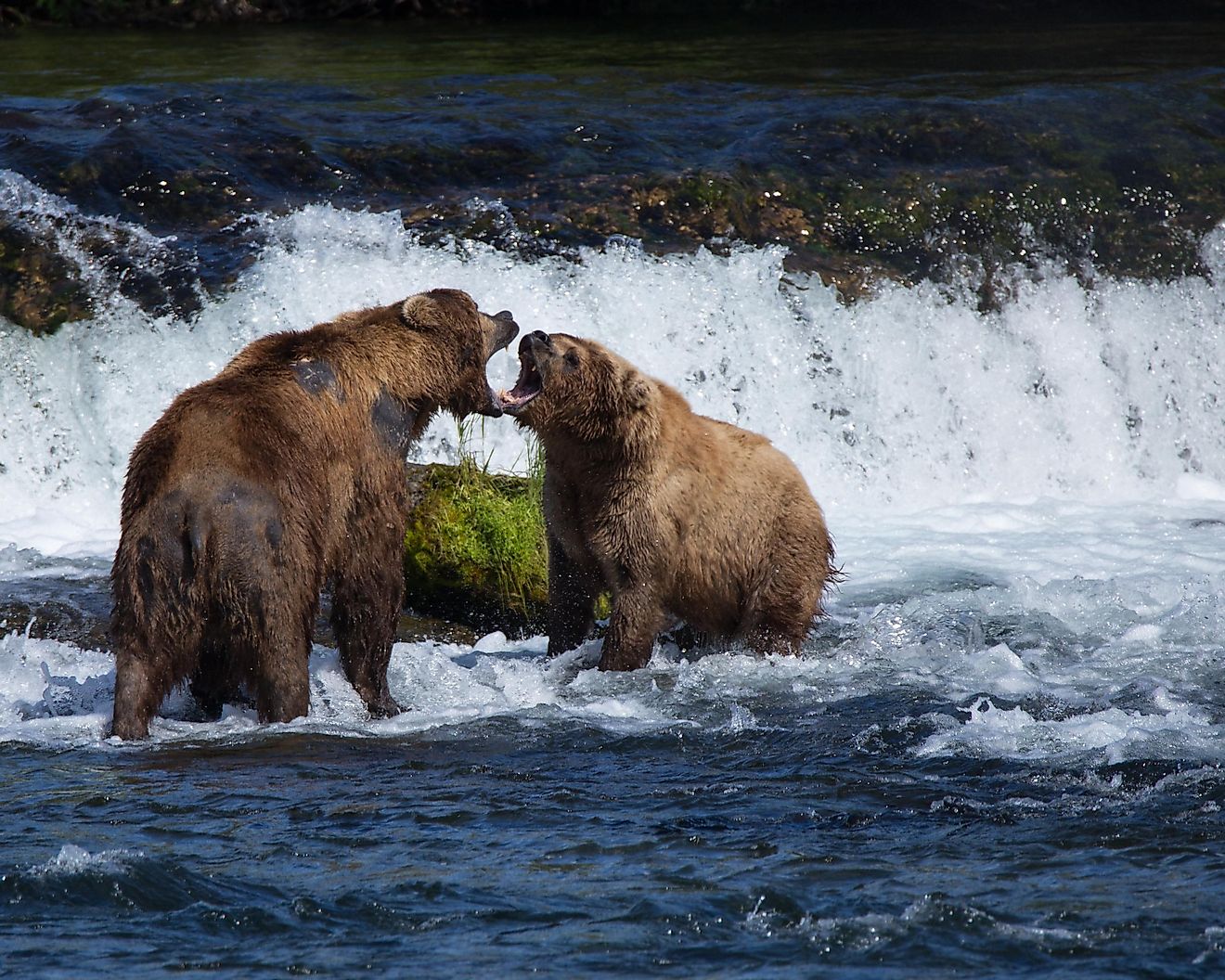 Brown Bear Facts Animals of North America WorldAtlas