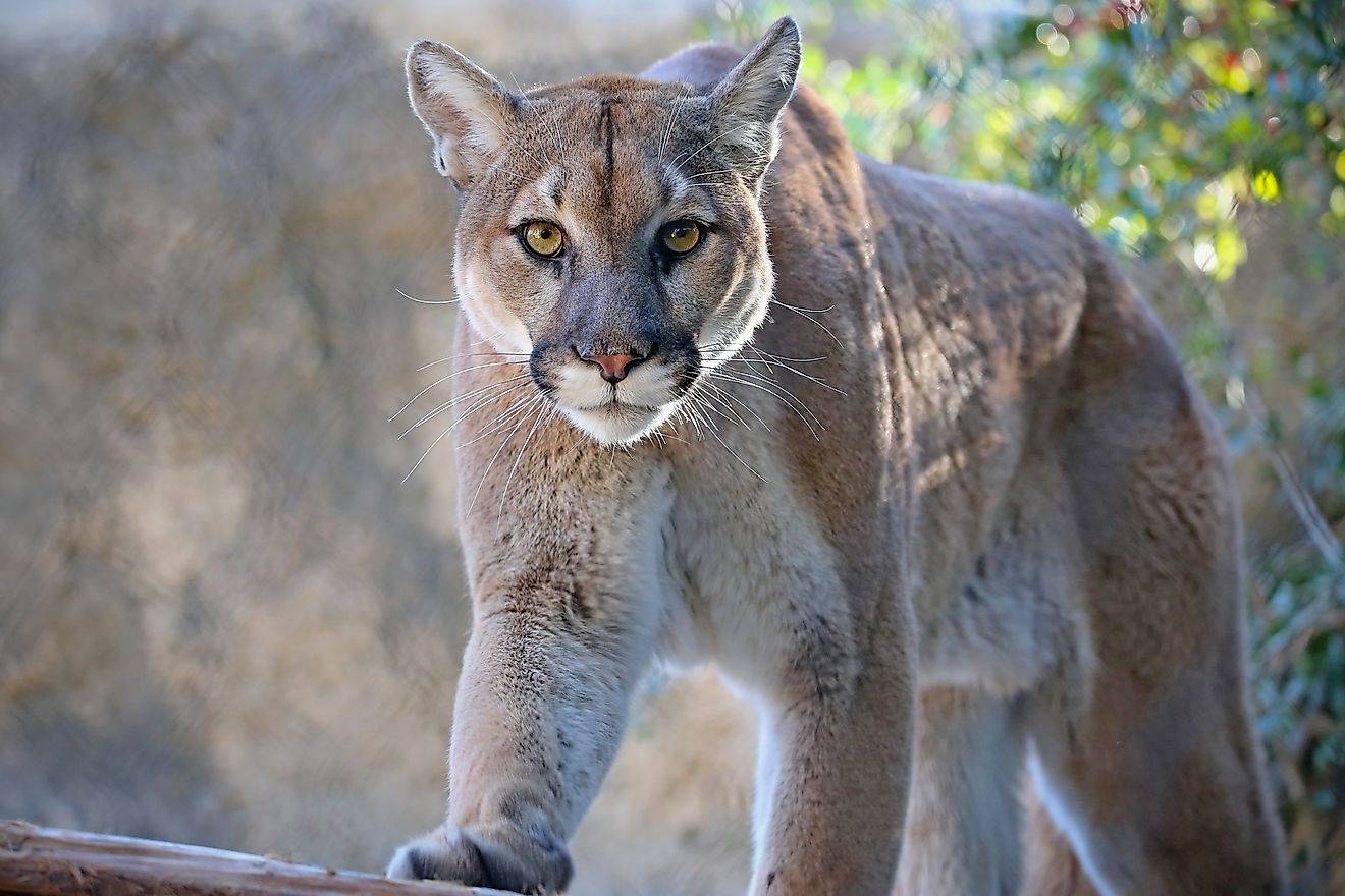 A mountain lion staring into the camera.