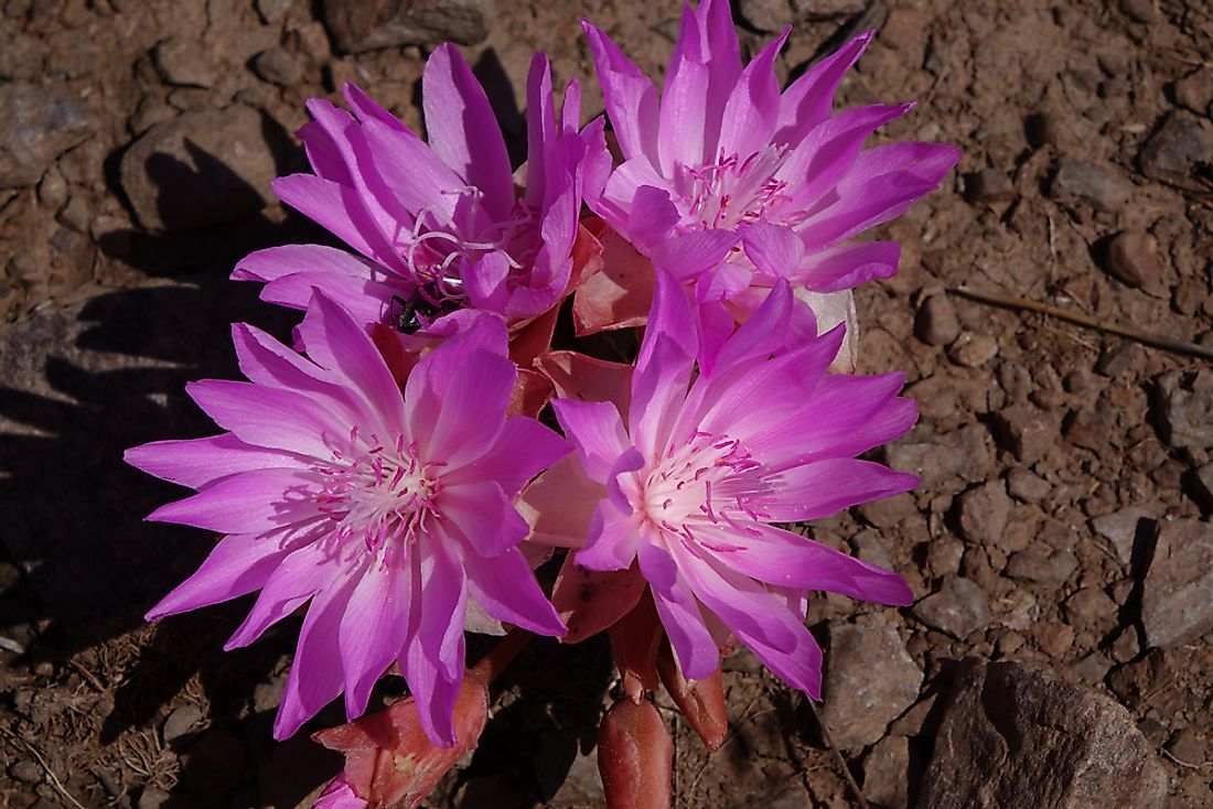 What Is The State Flower Of Montana WorldAtlas