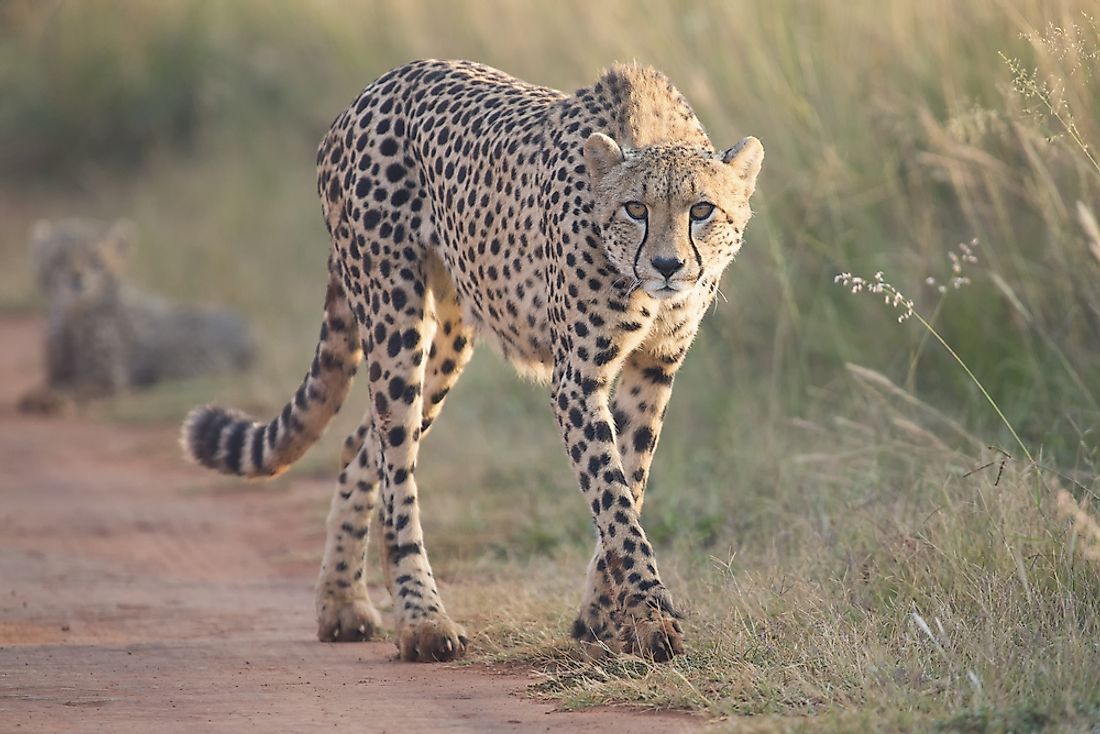 where do cheetahs live habitat