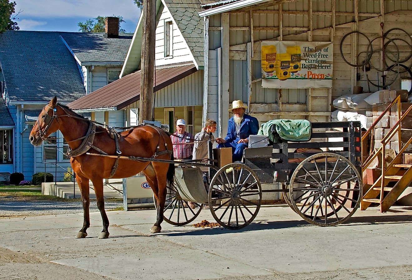 Amish couple in horse and buggy in Shipshewana Indiana. Image credit  Dennis MacDonald via Shutterstock