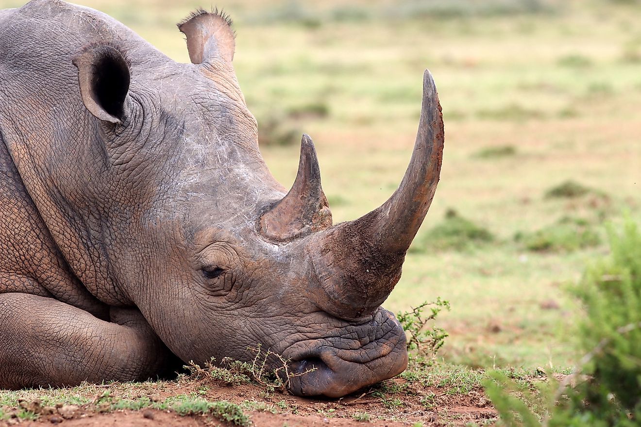 What Are Rhino Horns Made Out Of? - WorldAtlas