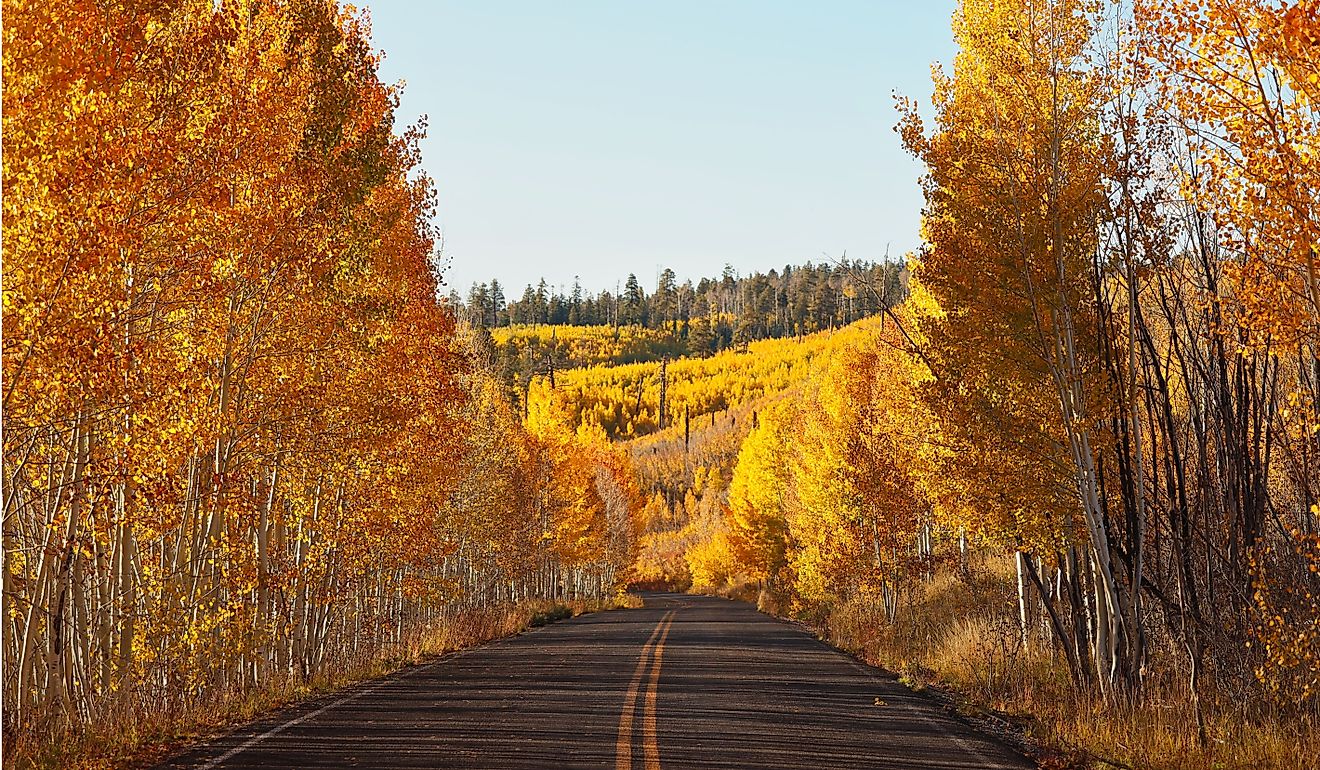 Beautiful fall aspen scene of Cape Royal road winding through a glowing yellow forest on the North Rim of the Grand Canyon.