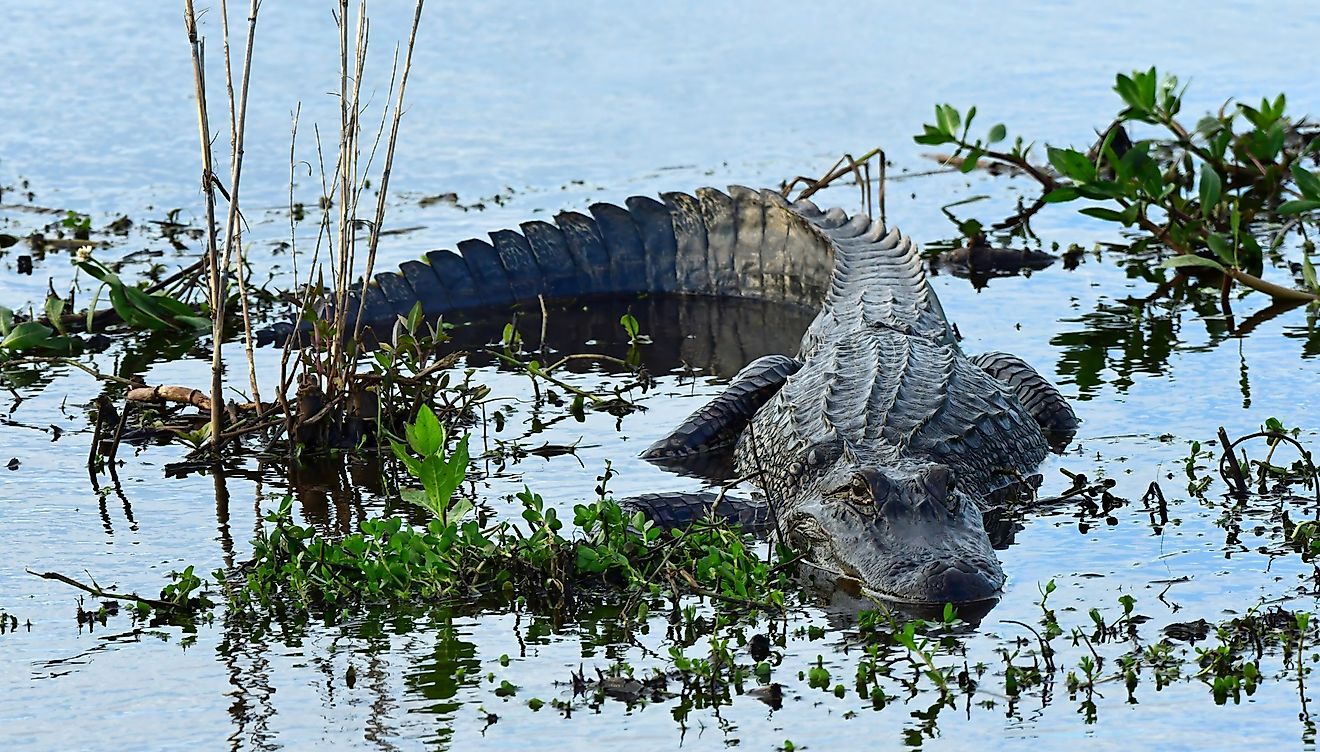 An American alligator basking in water.