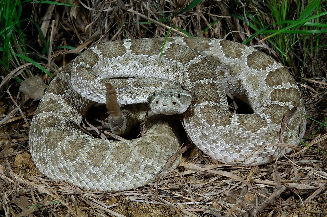 Prairie Rattlesnake, (Crotalus viridis viridis), South Dakota