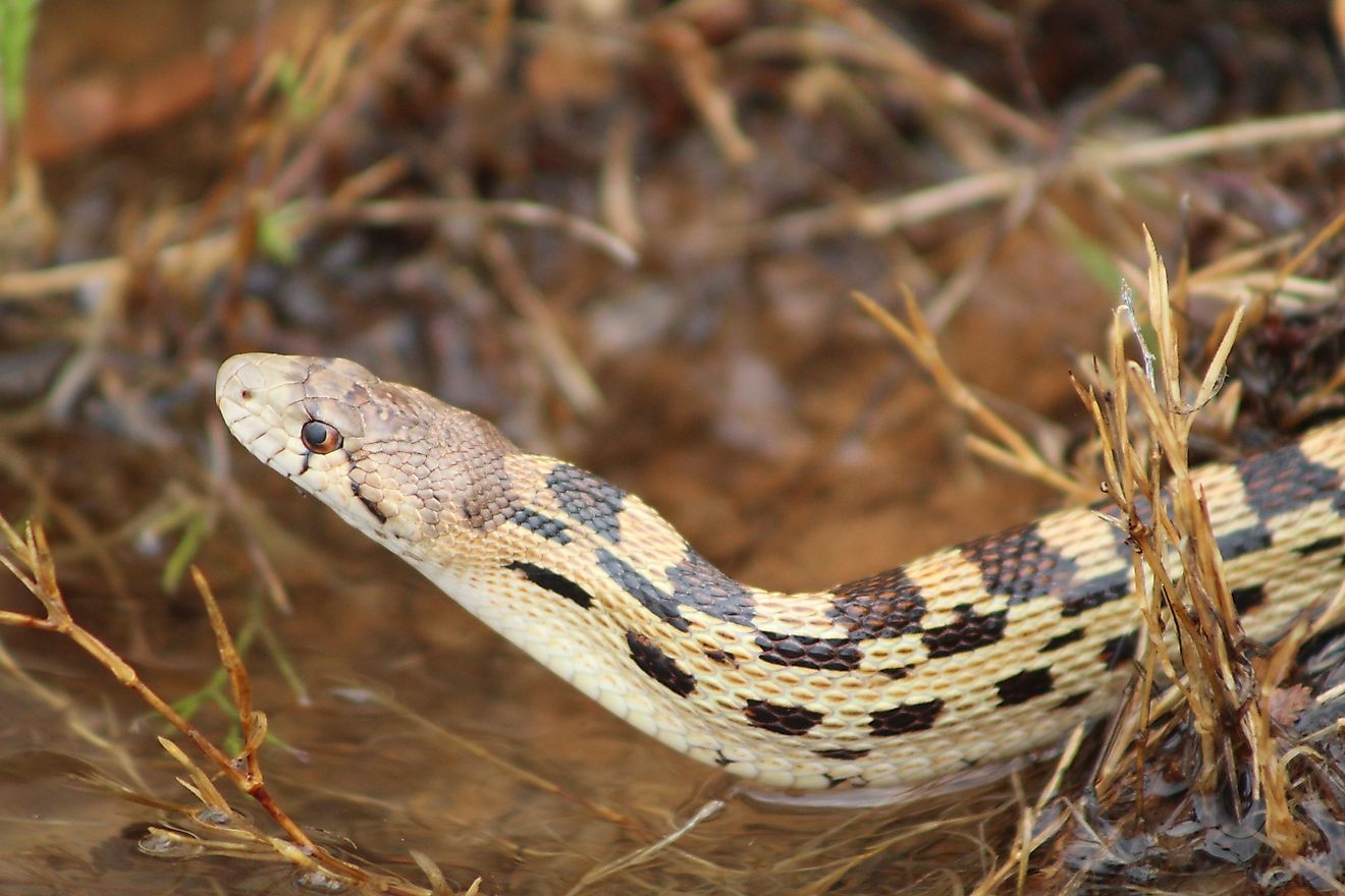 Gopher snake at waters edge.