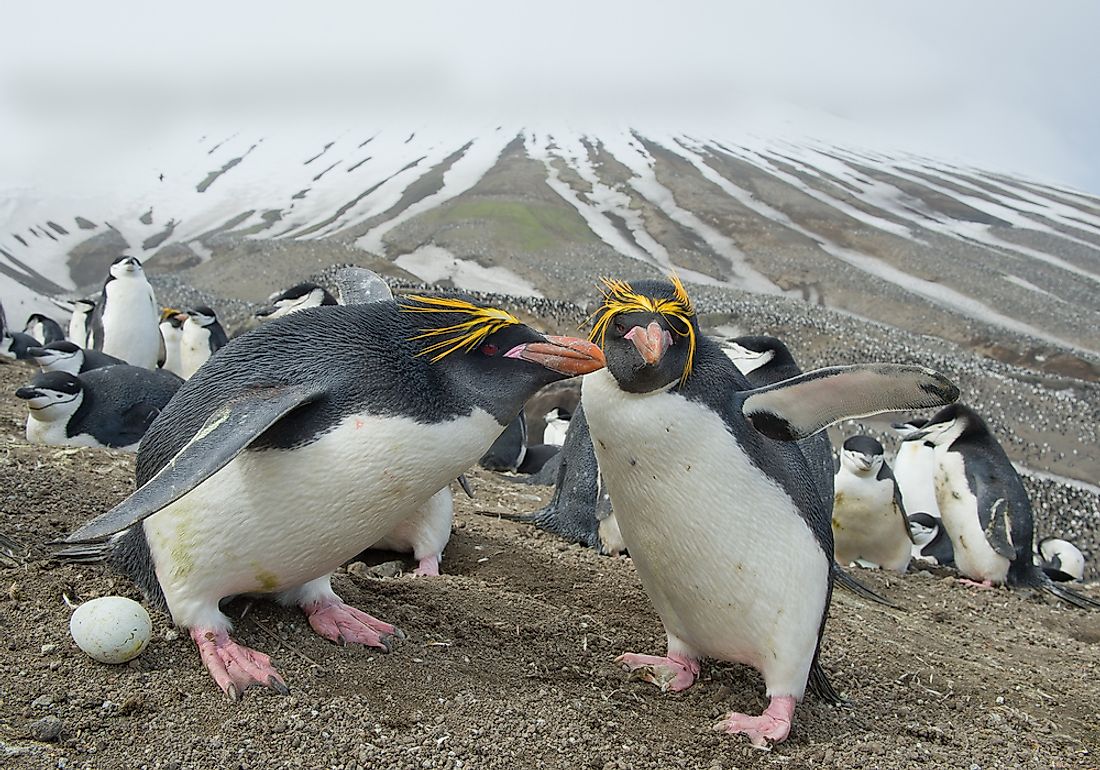 How Many Types of Penguins are There? - WorldAtlas