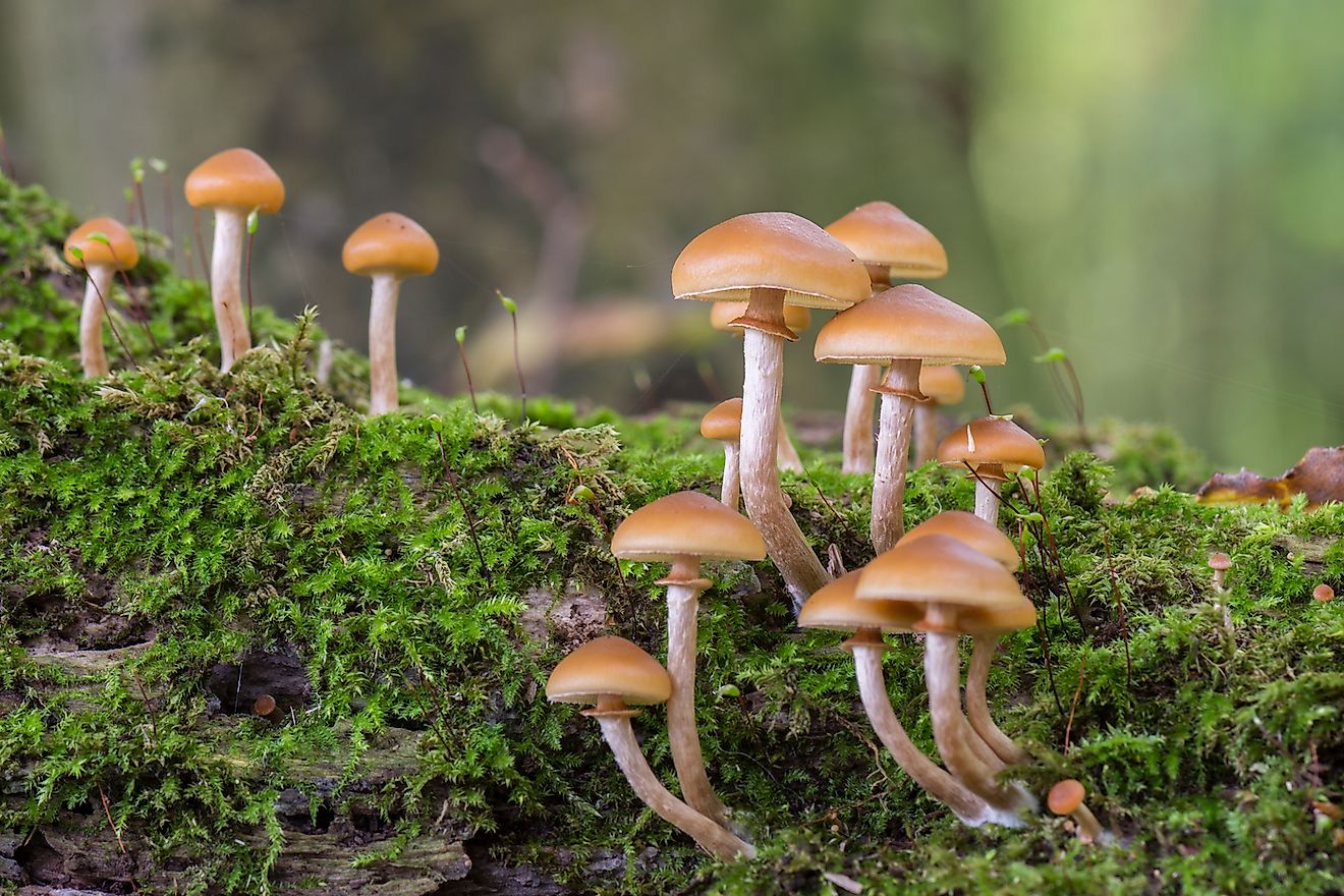 Rainforest Gilled Fungi