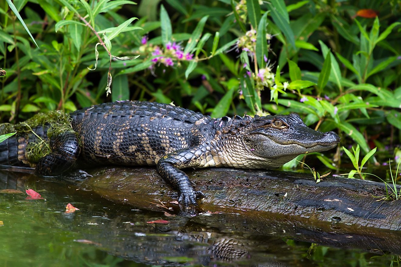 Alligator River NWR - Rare Alligator