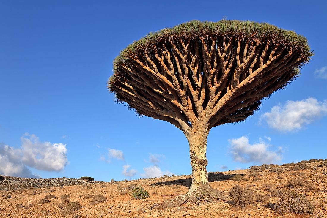 10 Endangered Species Of Trees Worldatlas