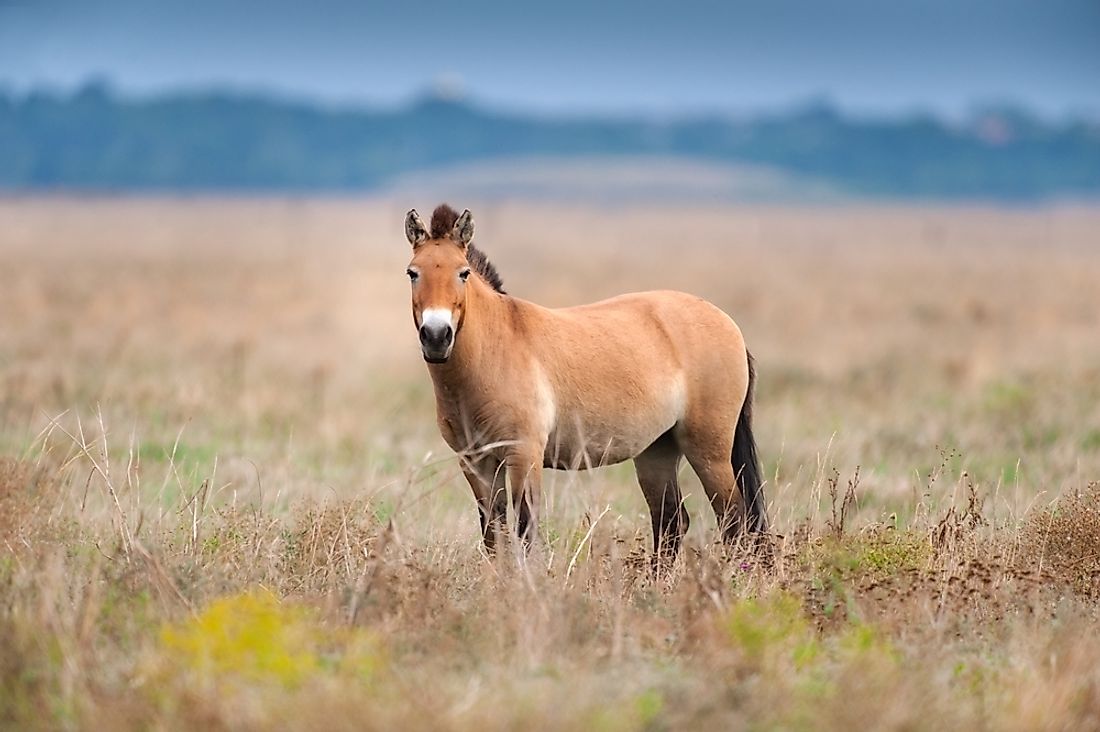 Animals That Live In The Grasslands WorldAtlas