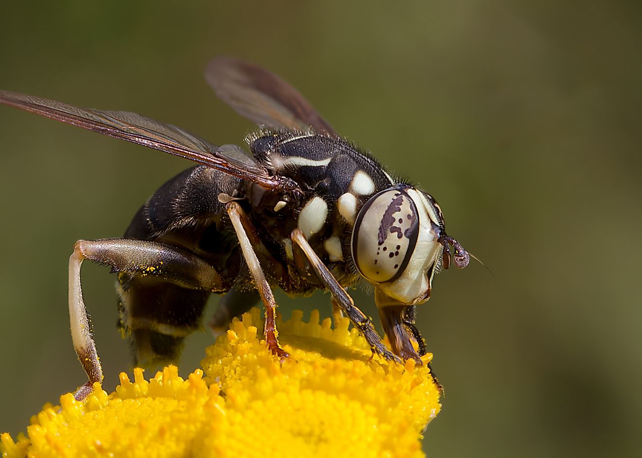 A bald-faced hornet on a flower.