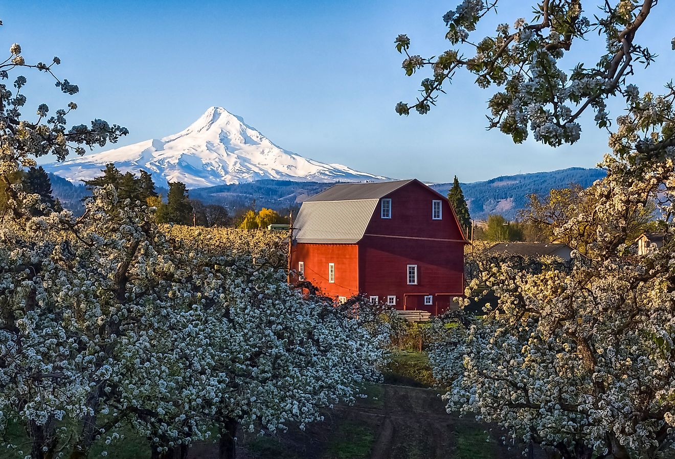 Blooming season in Hood River, Oregon.