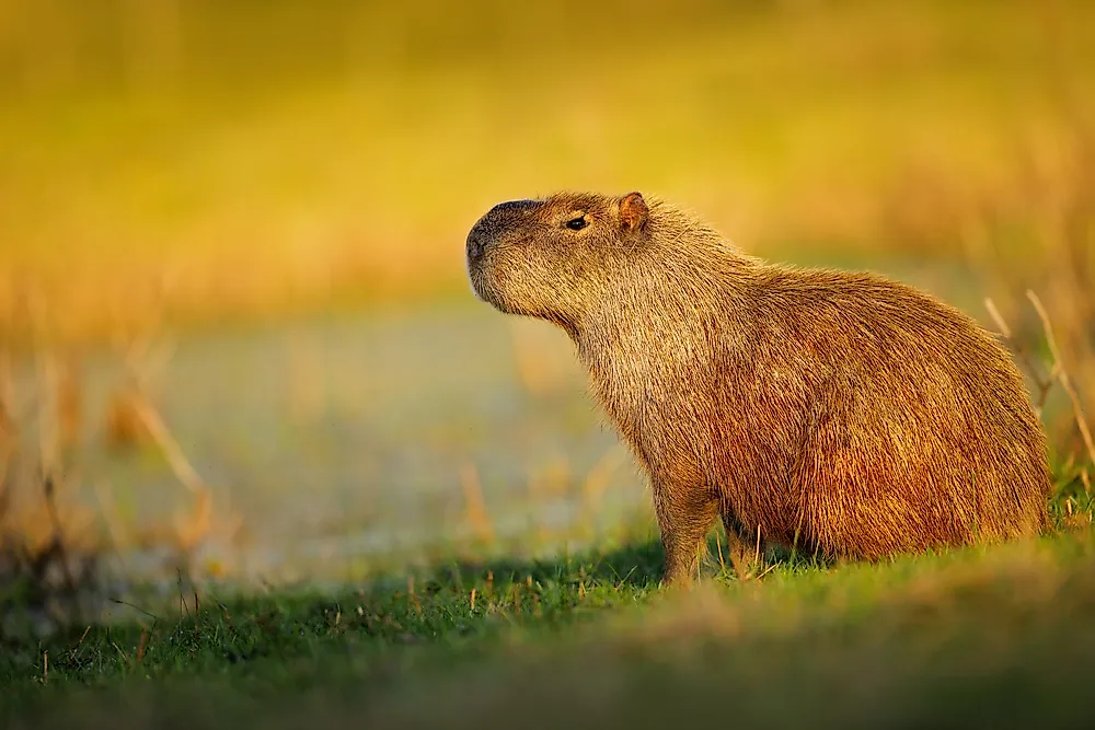 Largest Rodents in the World