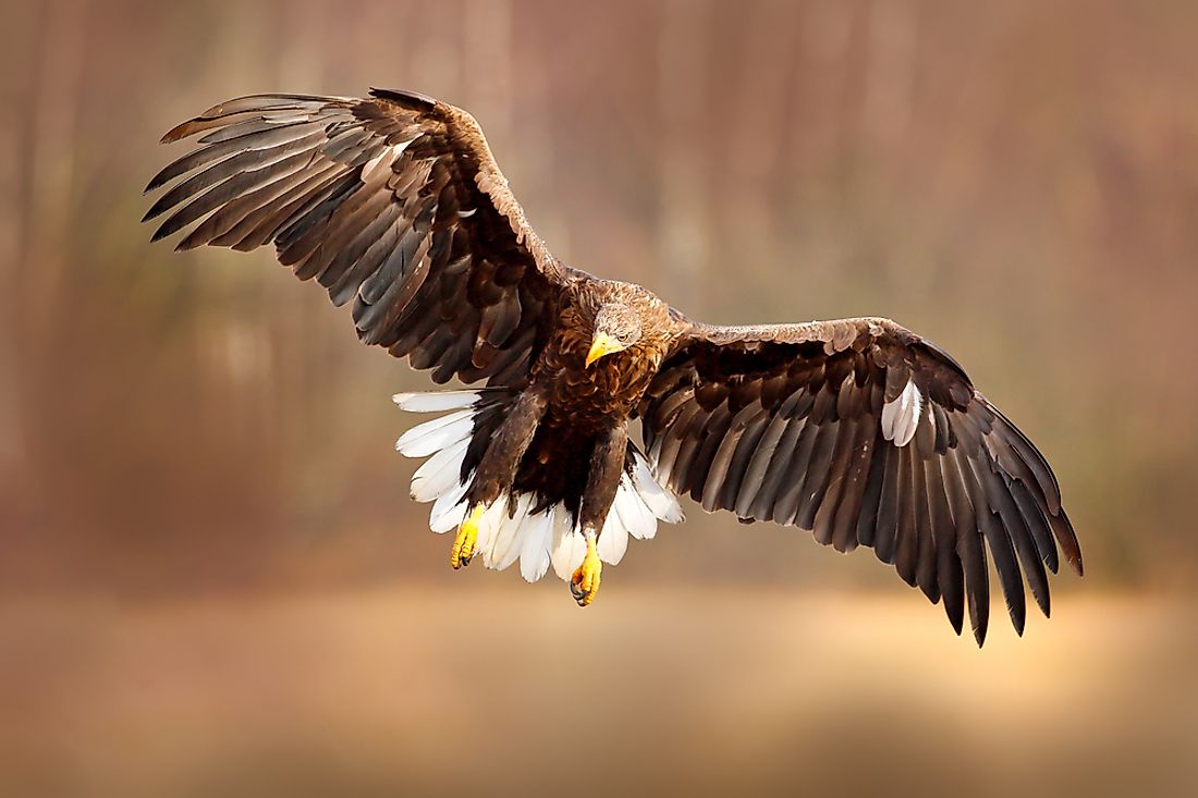 The World's Largest Eagles - WorldAtlas