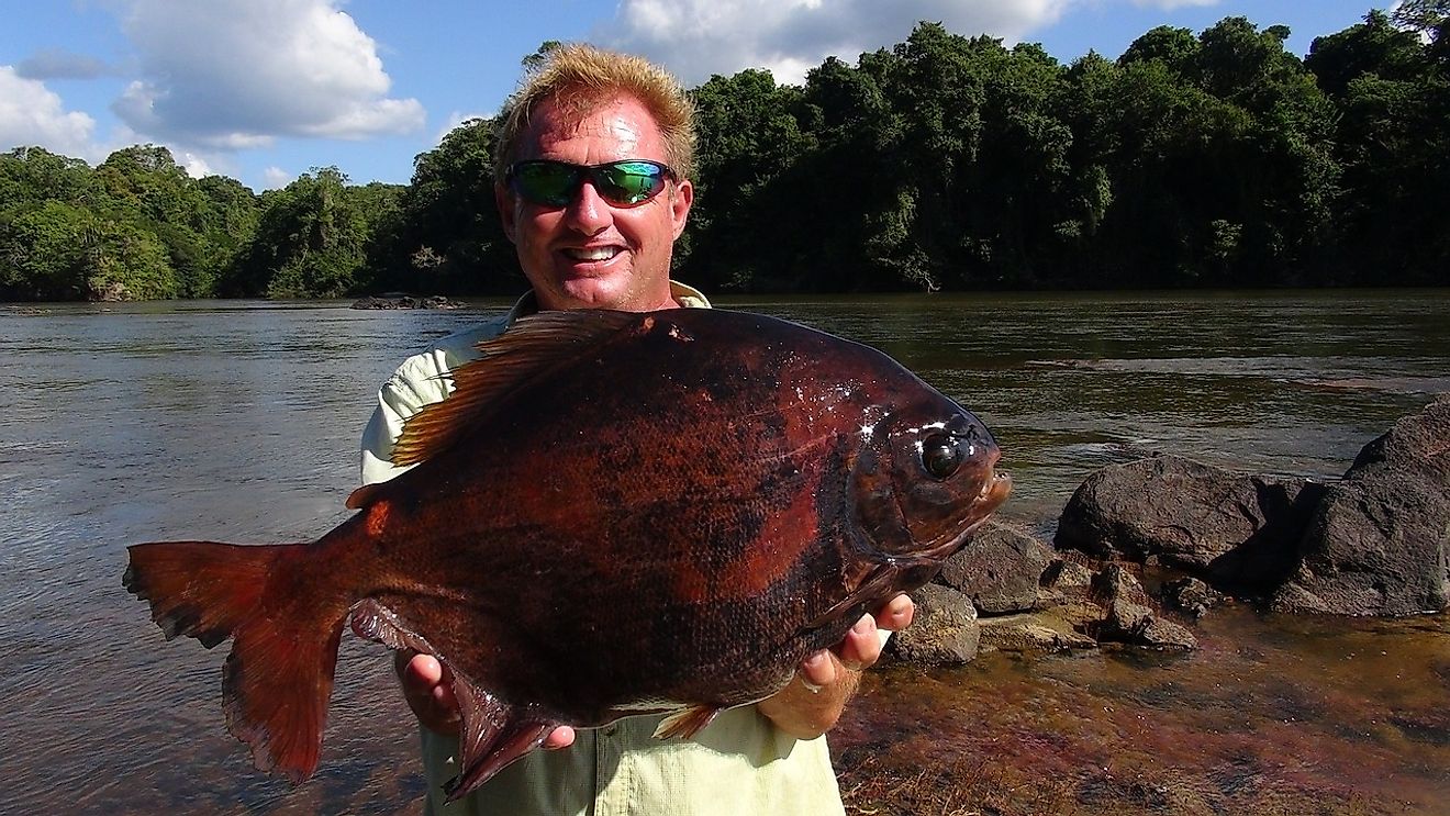 Fishing for the pacu in Guyana. Image credit: Needpix.com