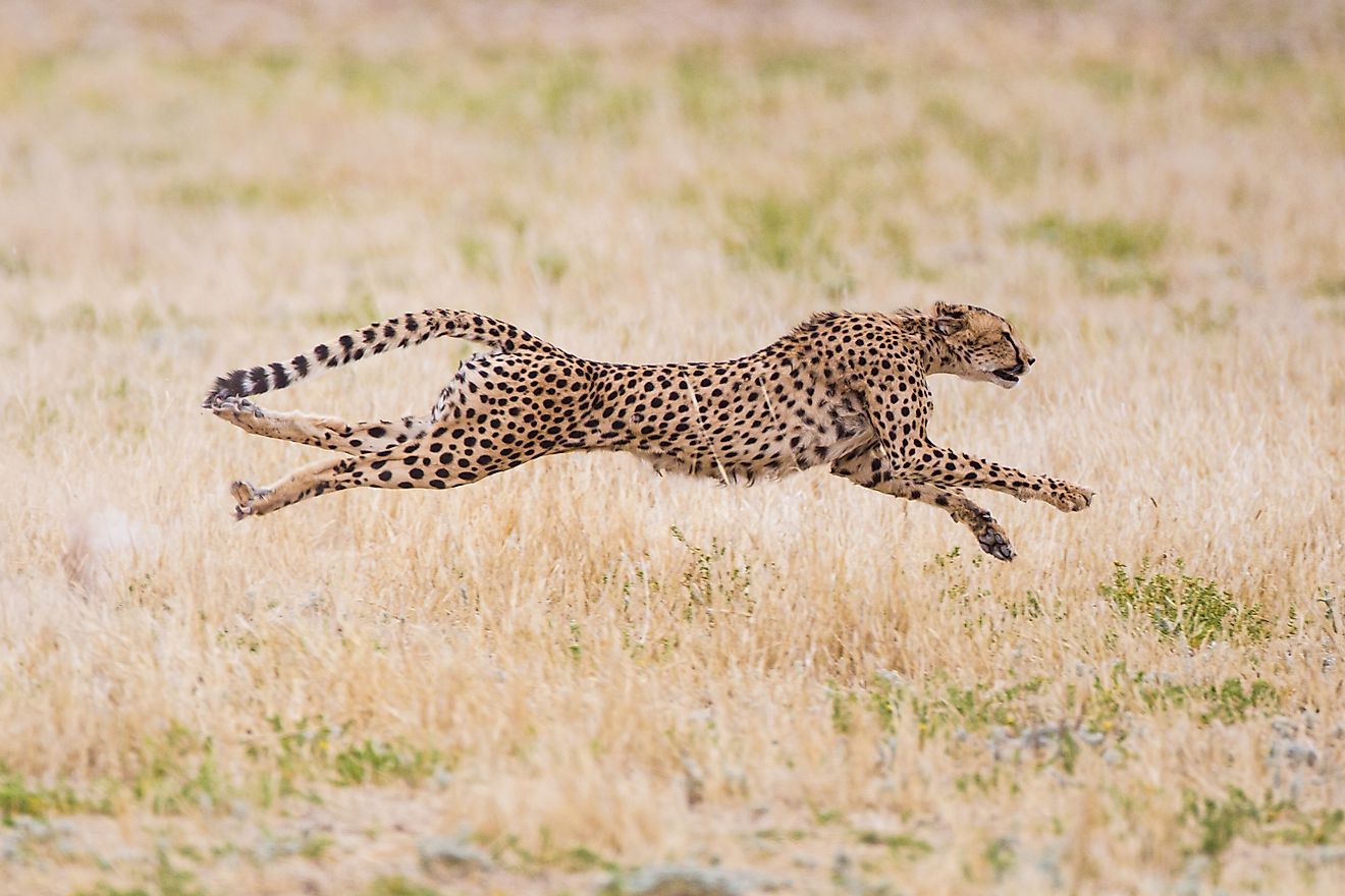 A cheetah running in the riverbeds of the Kalahari.