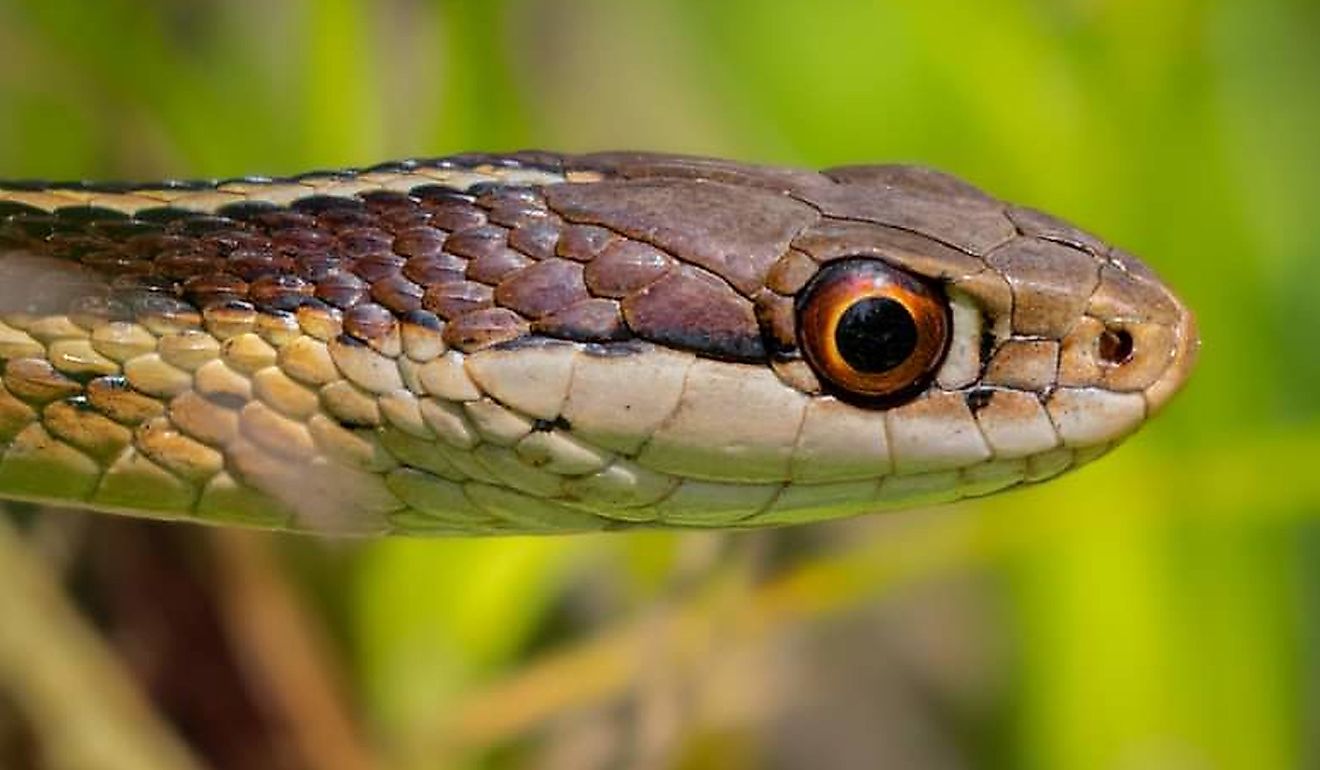 Closeup portrait of a small Eastern Ribbon Snake.