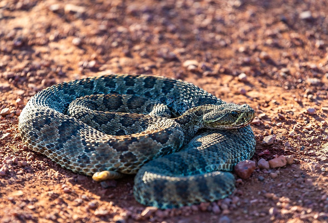 Mohave Rattlesnake (Crotalus scutulatus), Theodore Roosevelt National Park, North Dakota.