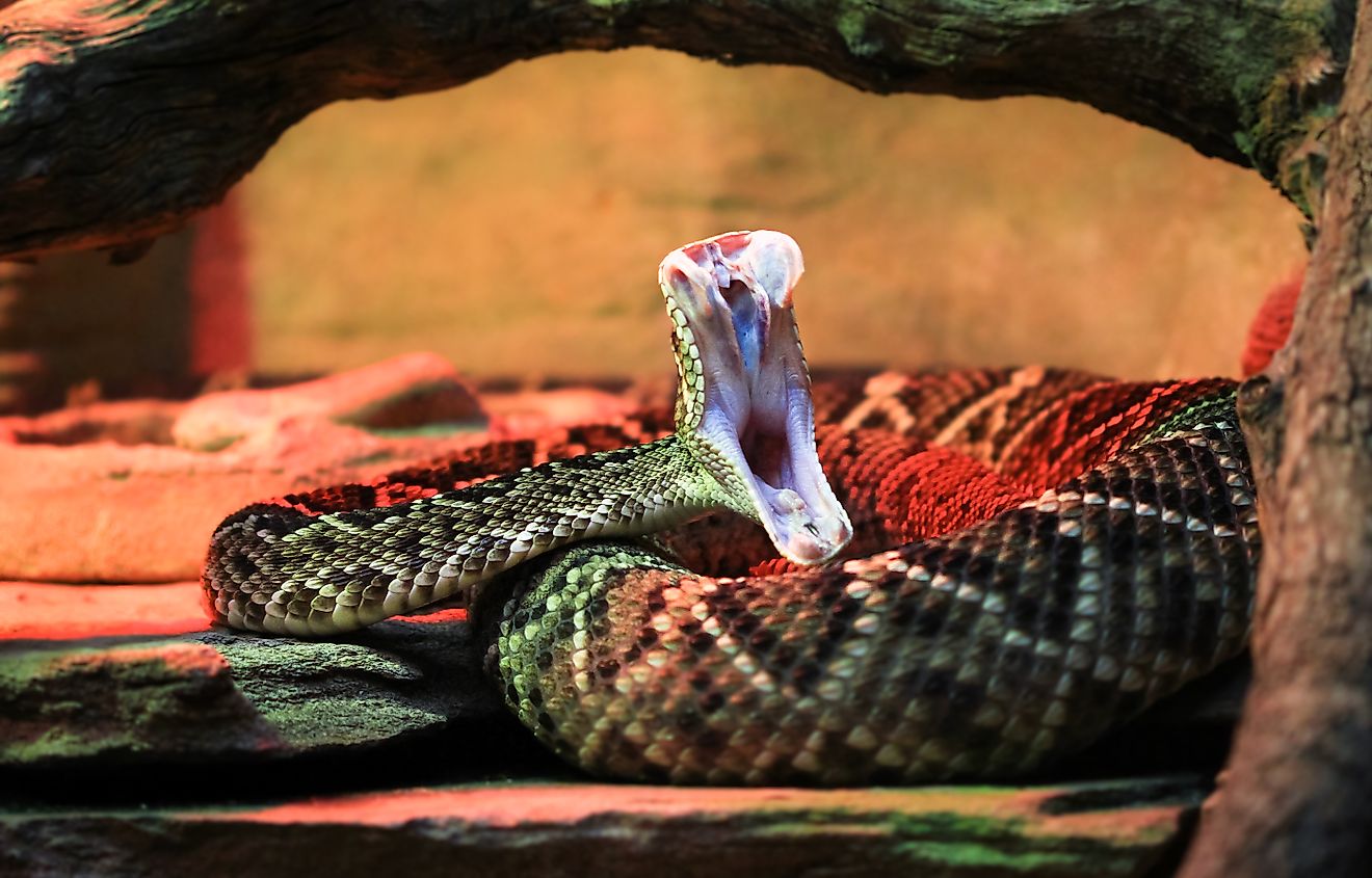 Adult eastern diamondback rattlesnake (Crotalus adamanteus) in mid-strike, showing fangs and inner mouth.