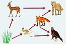 What Is The Difference Between Food Chain And Food Web? - WorldAtlas.com