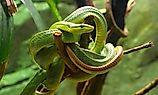 The smooth green snake (Opheodrys vernalis) is a species of North American nonvenomous snake in the family Colubridae.