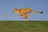 Side view of an adult cheetah running, showcasing the flex in its spine that promotes agility.