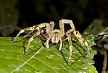 Venomous wandering spider (Phoneutria fera) in Ecuador.