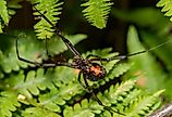 Black Widow Spider, Latrodectus mactans.