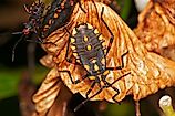 Conenose bugs, kissing bugs, assassin bugs, or vampire bugs