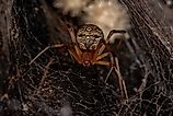 Female Adult Brown Widow Spider 