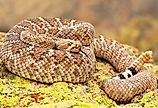 A deadly Western Diamondback Rattlesnake (Crotalus atrox) in Arizona.
