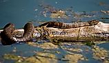 Northern water snake sunning on log in the pond. 