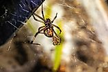 Brown widow spider wrapping up a male widow to eat