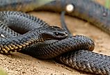 Tiger snakes (Notechis scutatus) are a venomous snake species found in the southern regions of Australia, including its coastal islands, such as Tasmania.