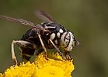 A bald-faced hornet on a flower.