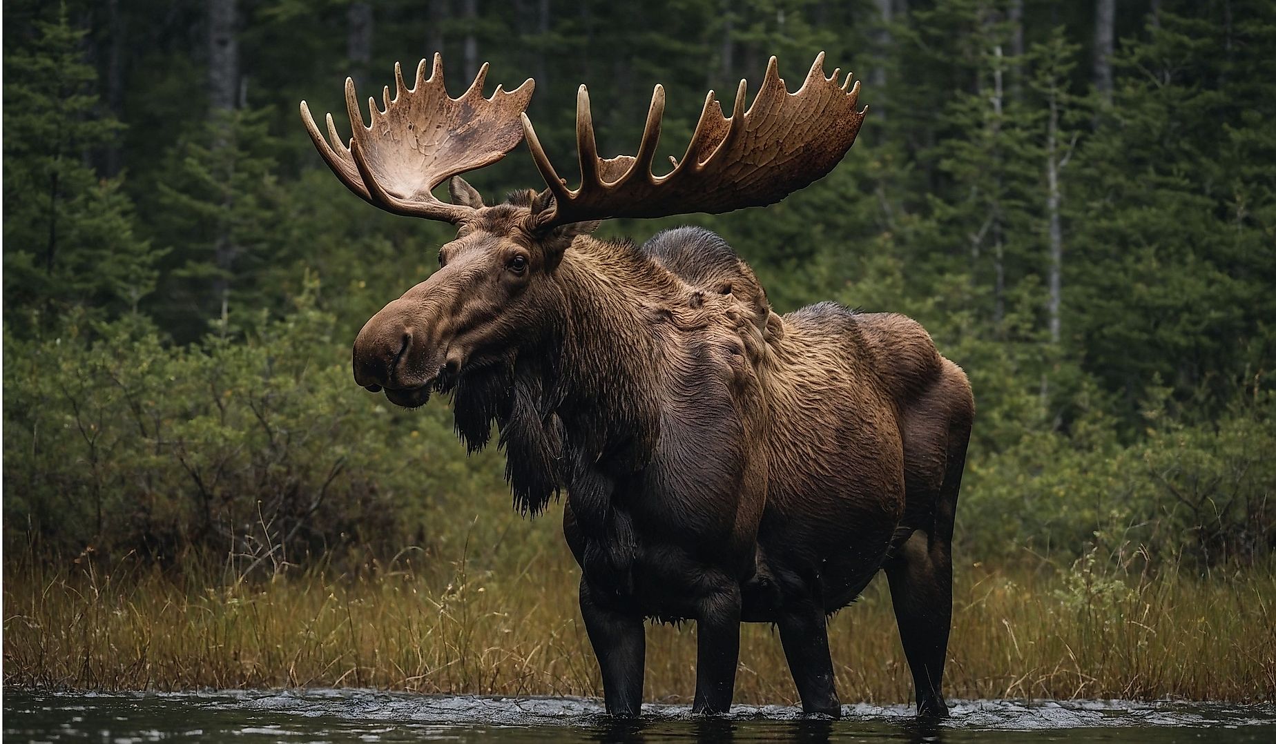 Majestic Moose captures the grandeur and presence of this iconic North American mammal.