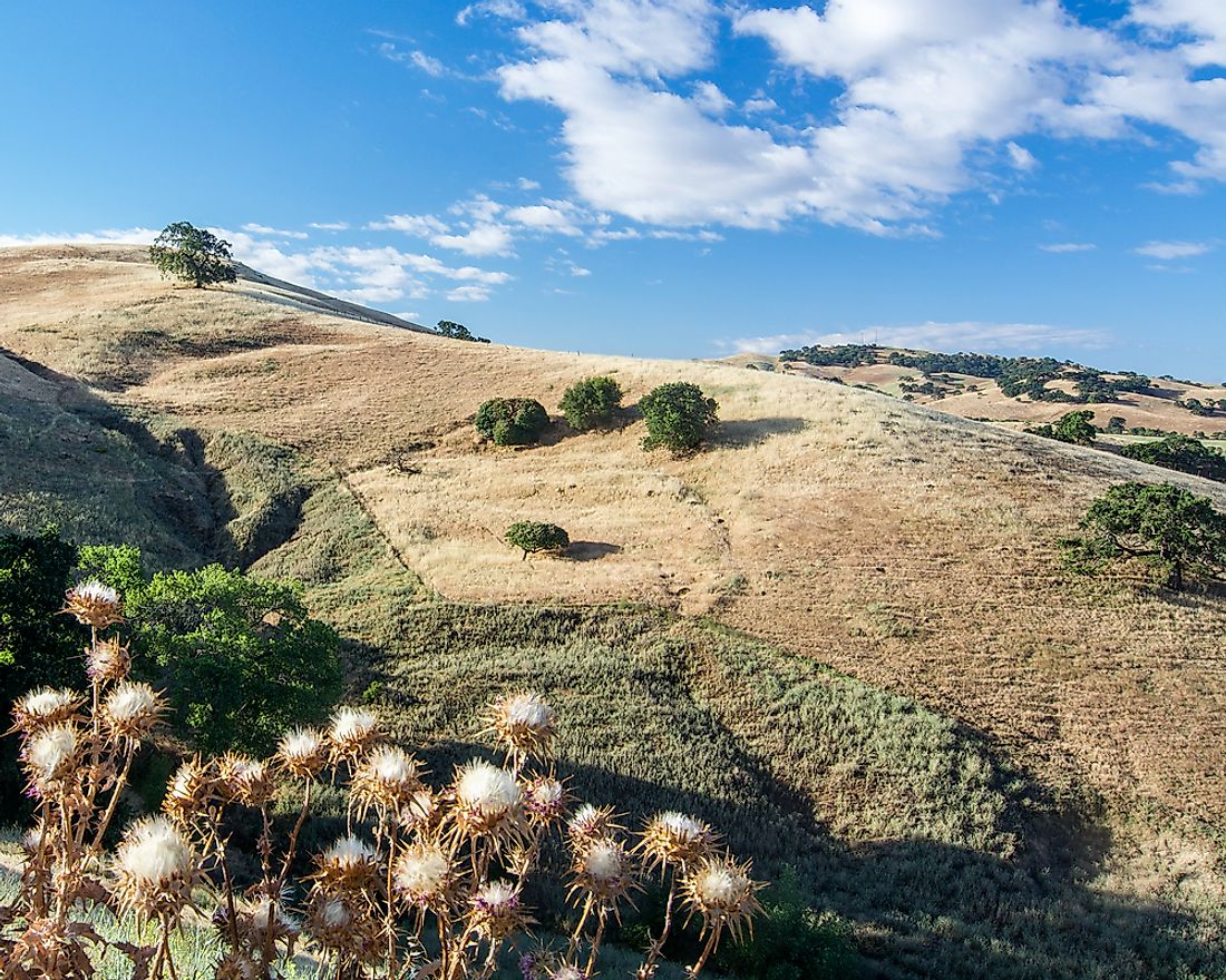 Another Name Of Shrubland