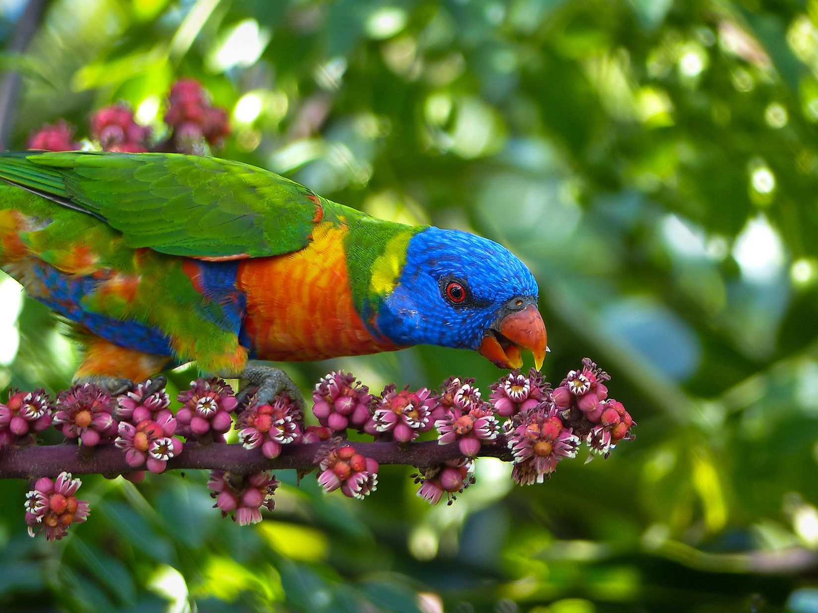 If Not Saved In Time, The World Will Lose Its Parrots - WorldAtlas