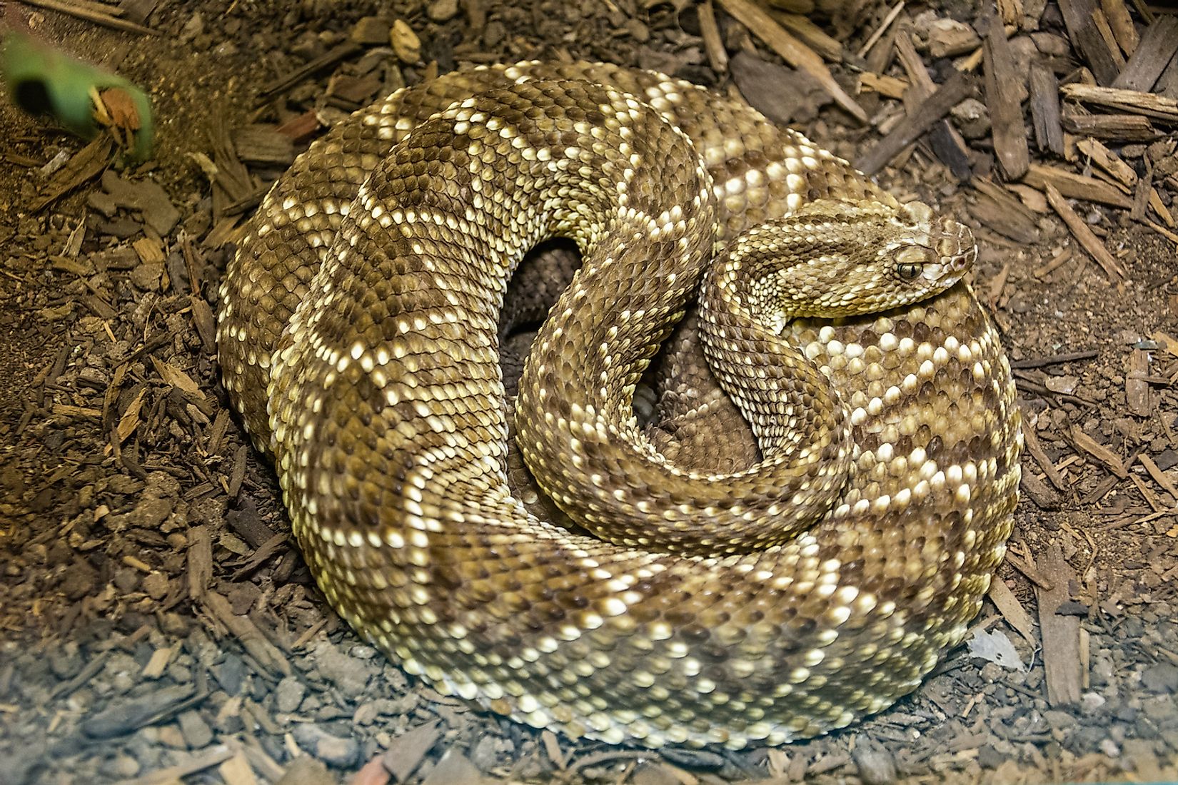 venomous-snakes-of-the-amazon-basin-worldatlas