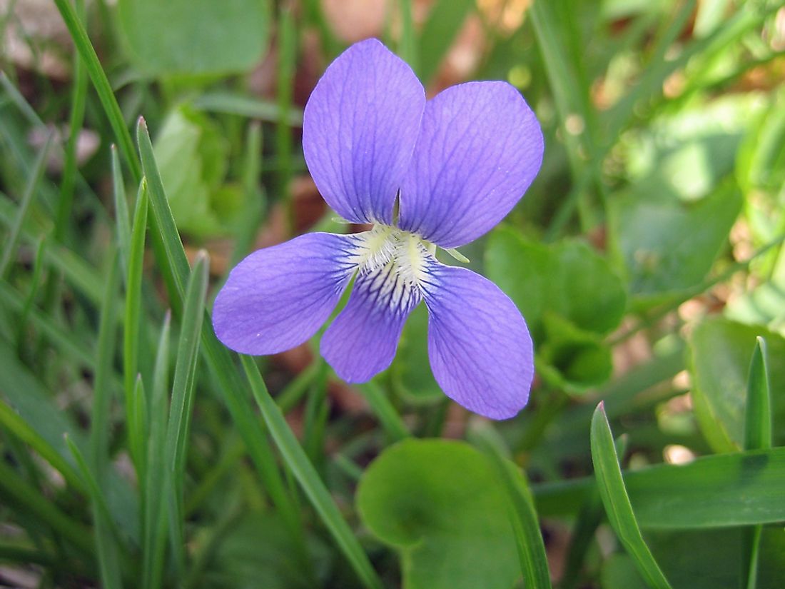 What Is The State Flower Of Wisconsin Wisconsin State Flower WorldAtlas