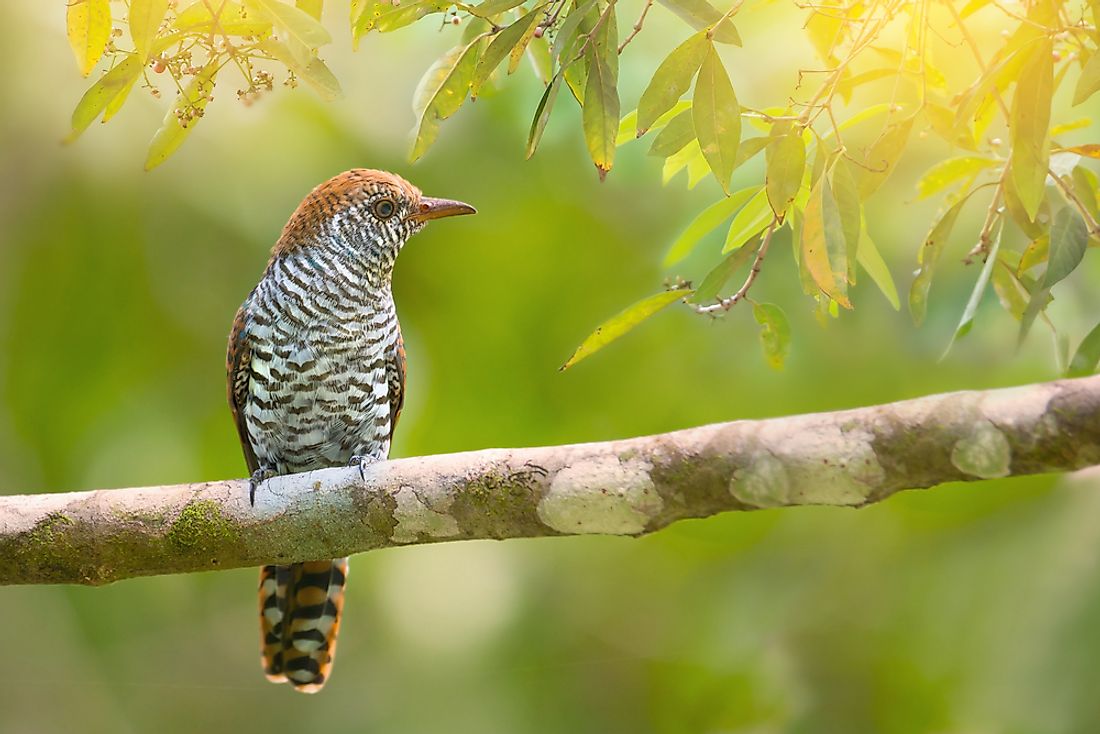 Cuckoo Birds - Animals of the World - WorldAtlas